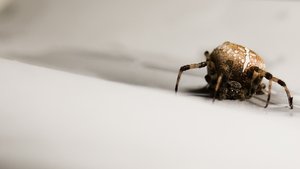 论文写作中的矛盾分析：揭露问题内在张力